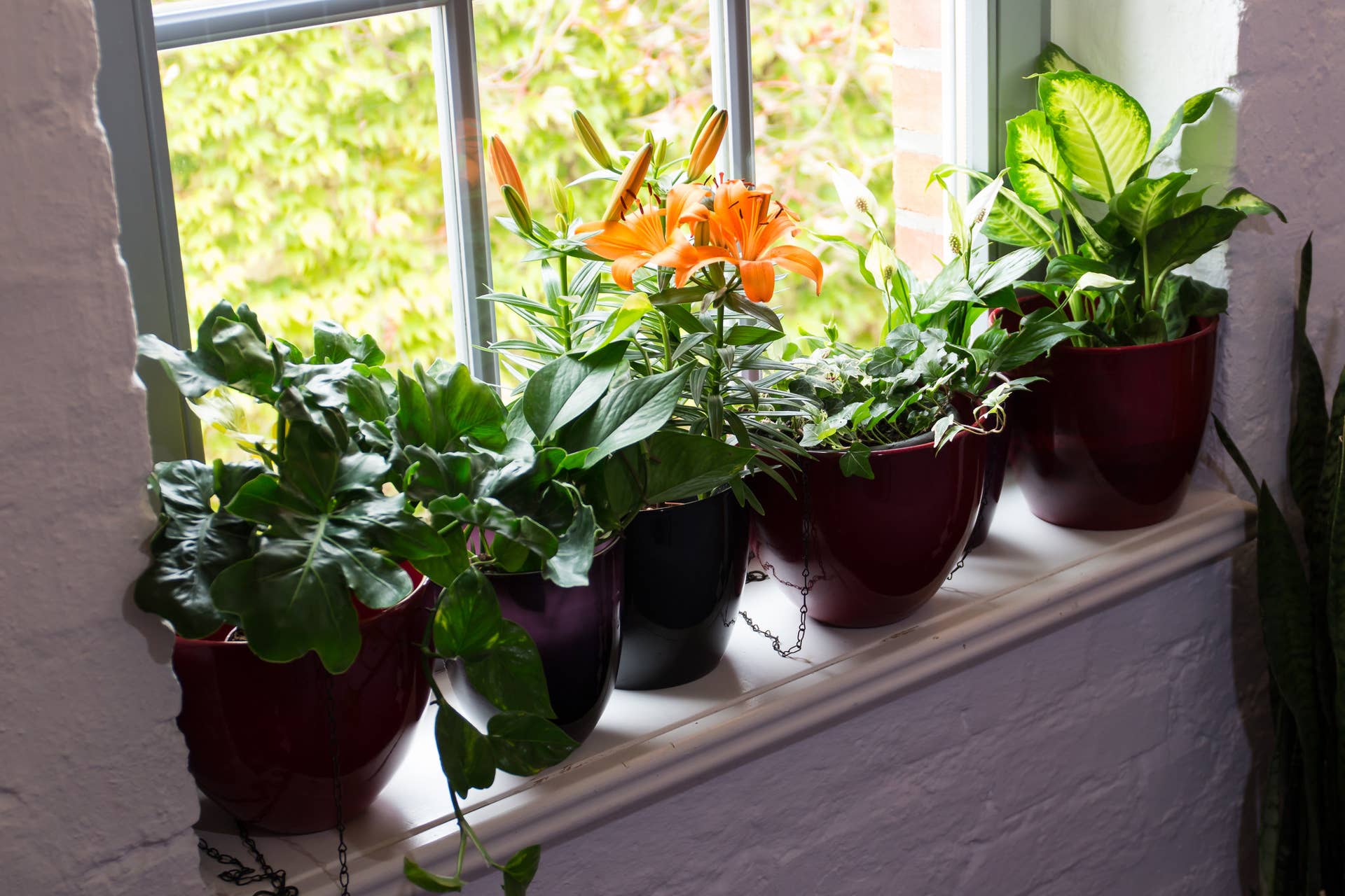 How to Get Rid of White, Fuzzy, Moldy Potting Soil - Dengarden