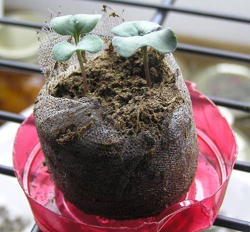 How to Grow Broccoli in Containers - Dengarden