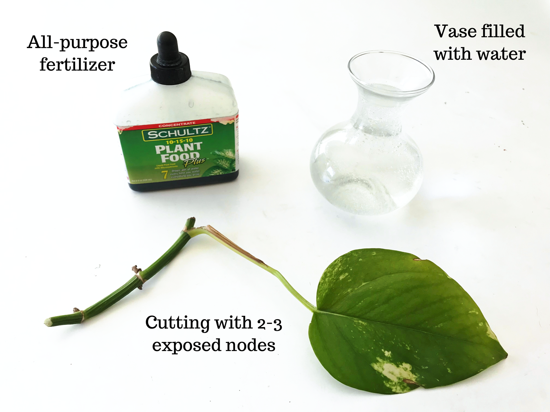 How to Grow Pothos (Devil's Ivy) in Water - Dengarden
