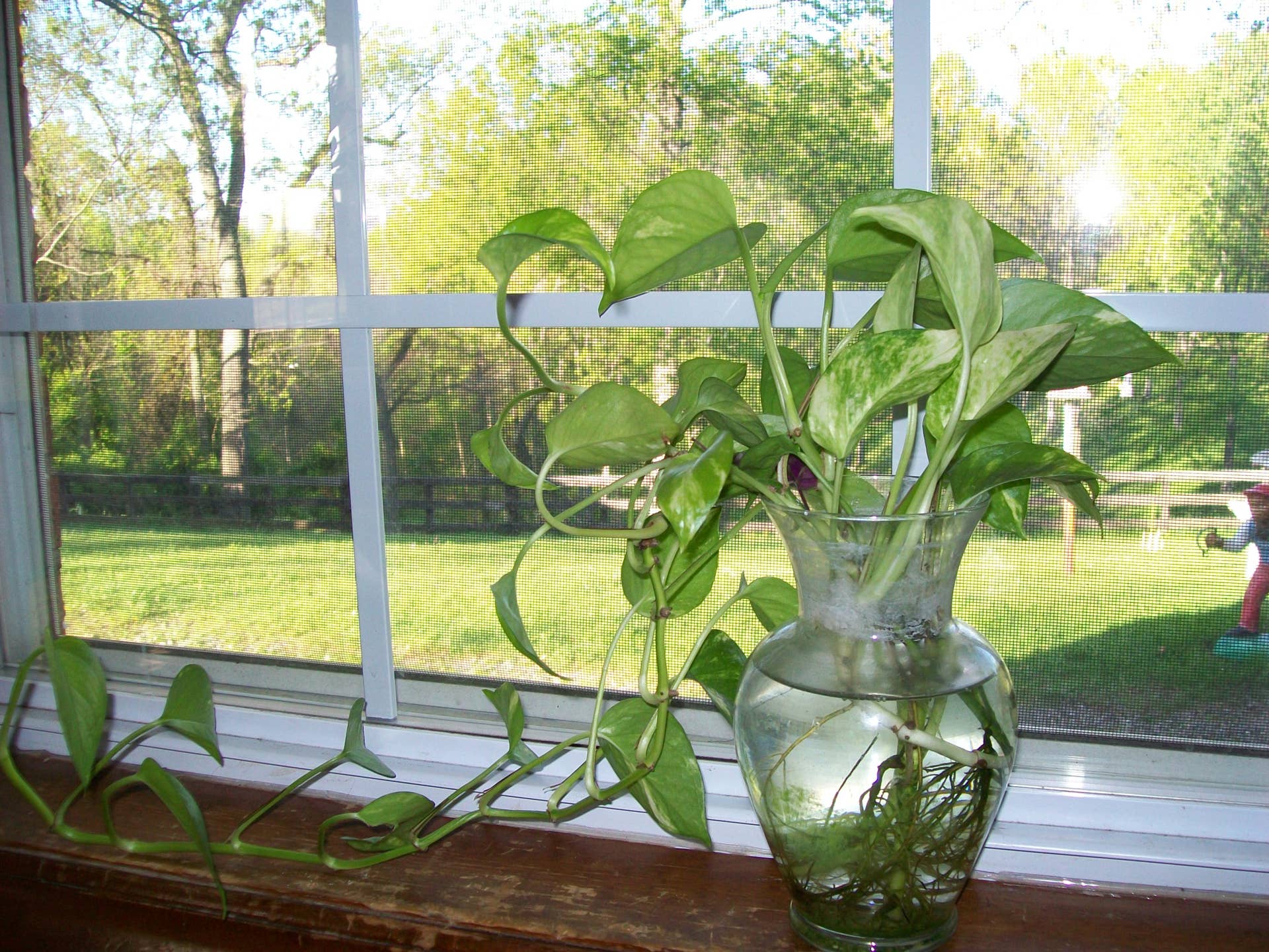 How to Grow Pothos (Devil's Ivy) in Water - Dengarden
