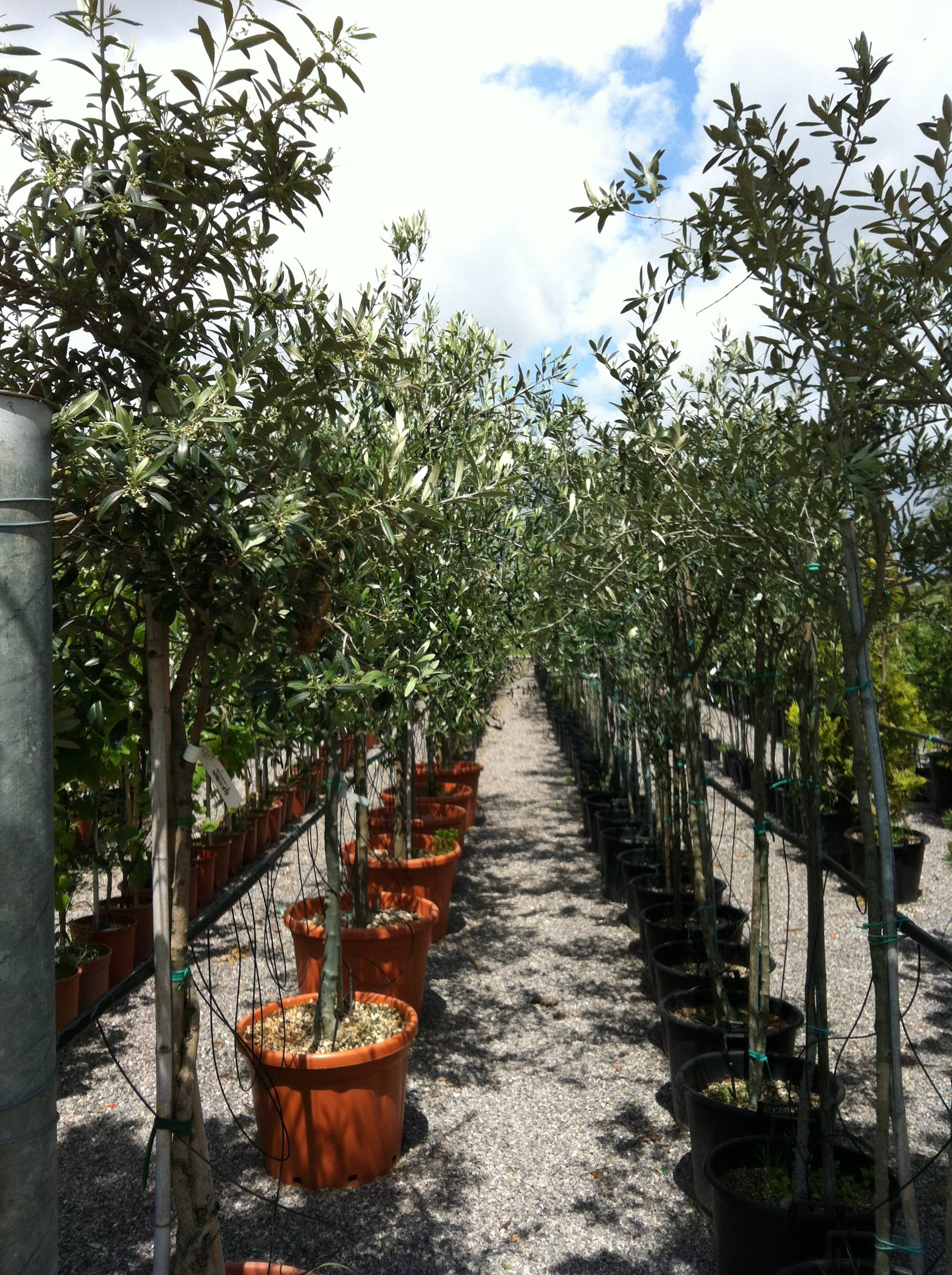 How to Plant and Grow Olive Trees: Advice From Tuscany - Dengarden