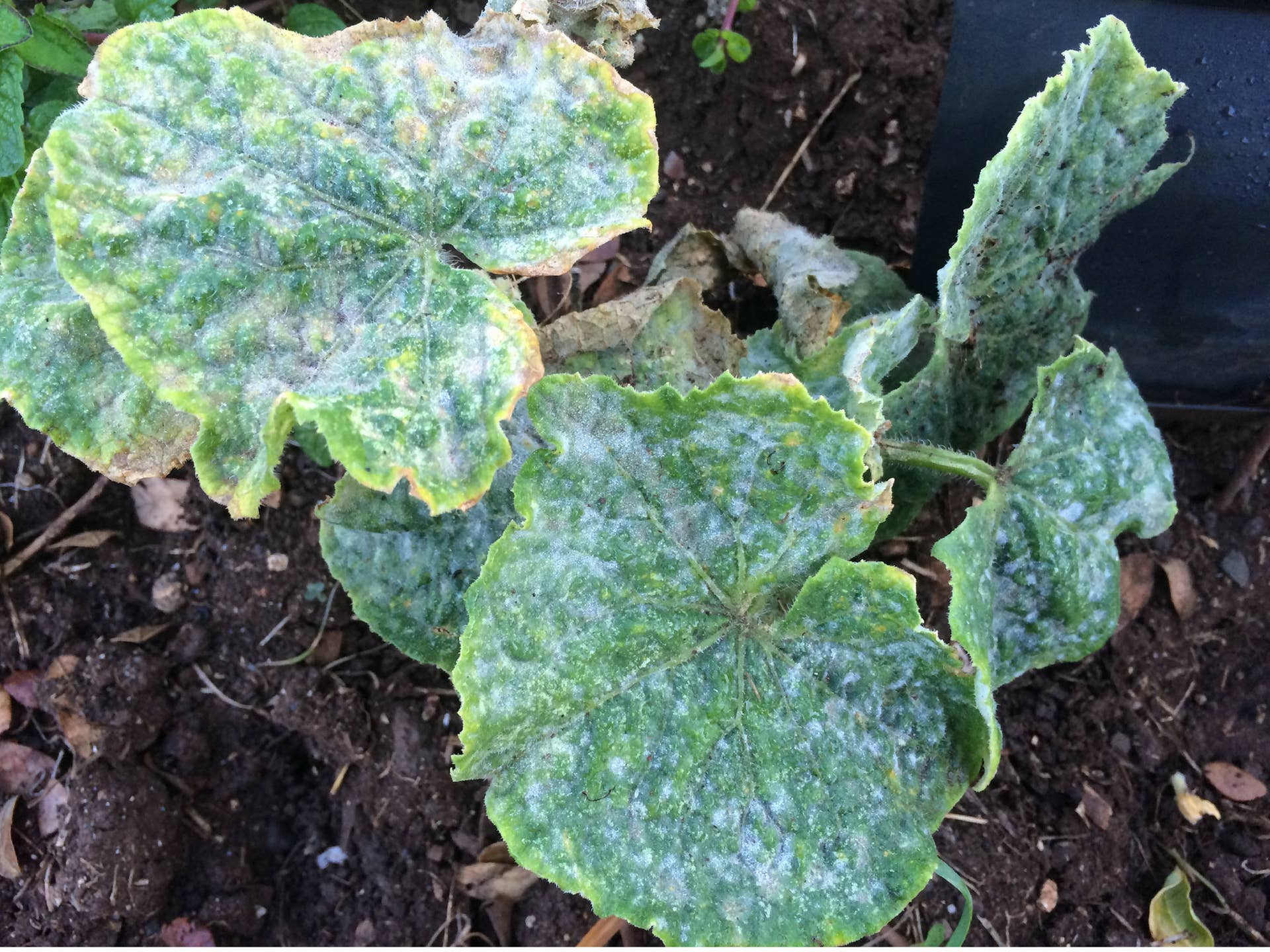 How to Identify and Treat Common Cucumber Diseases - Dengarden