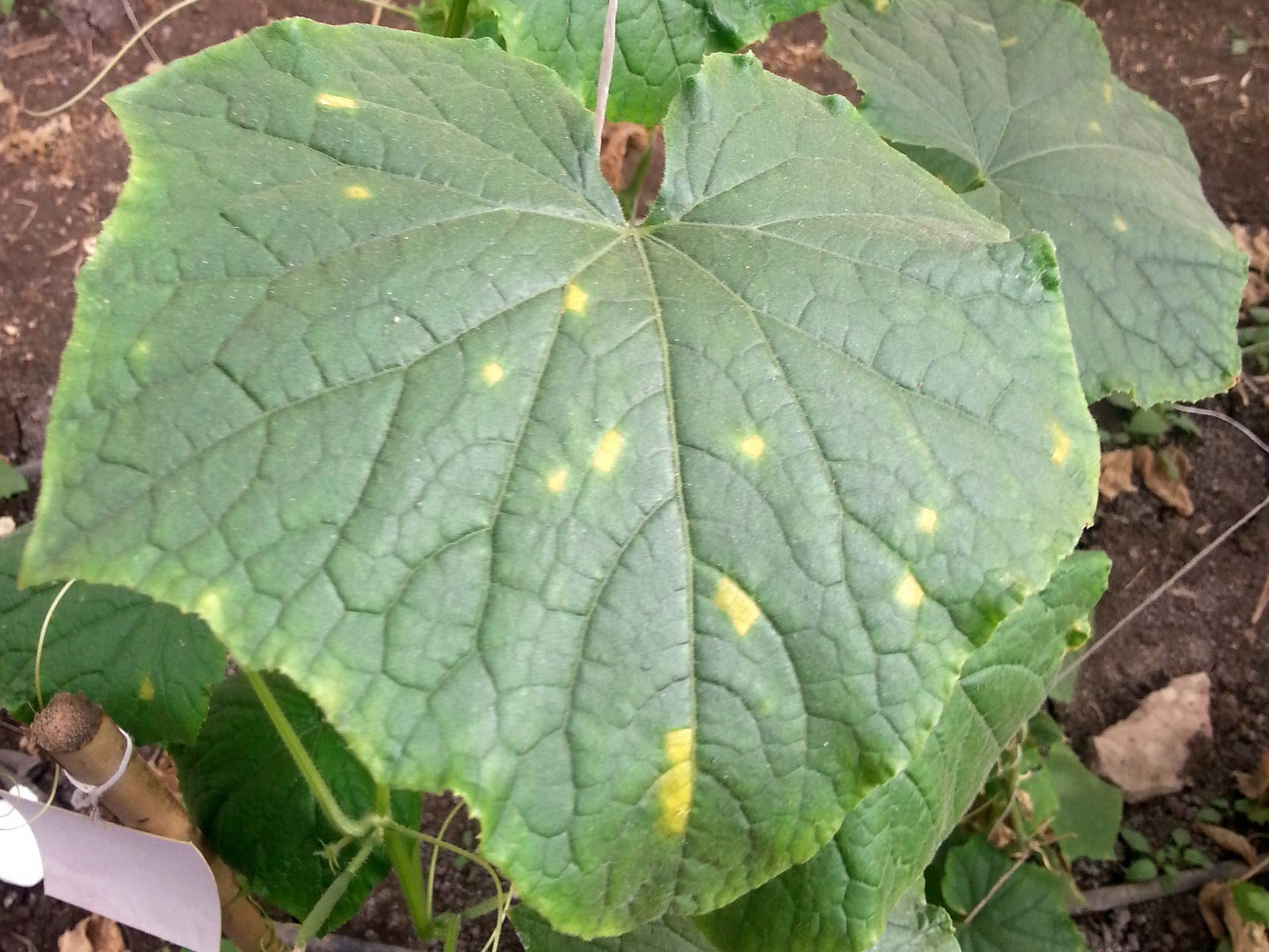 How to Identify and Treat Common Cucumber Diseases - Dengarden