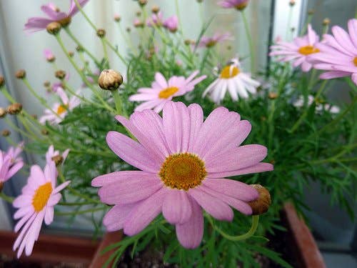 5 Common Types of Daisies You Should Know About - Dengarden