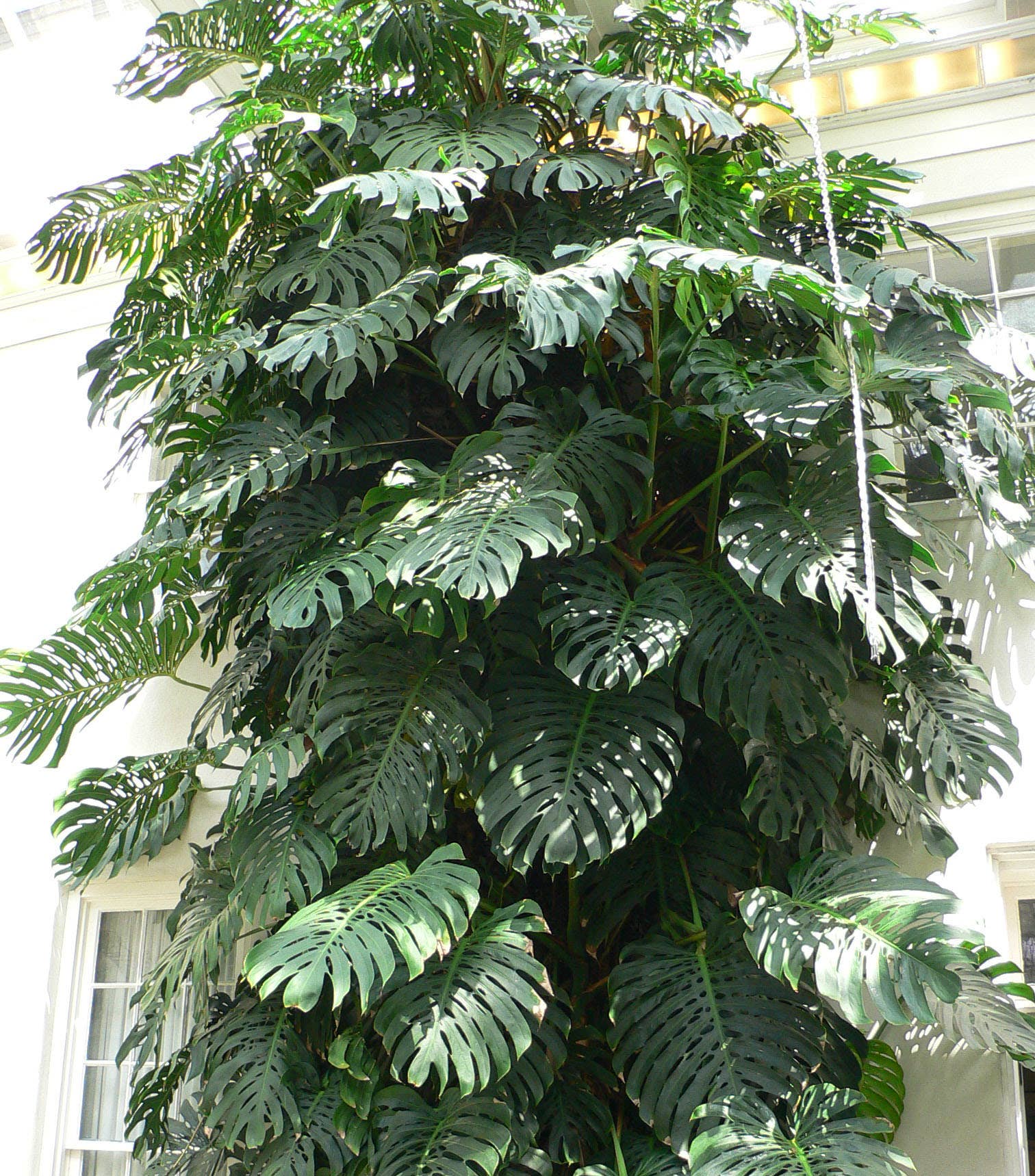 Easy HouseplantSwiss Cheese Plant or Monstera Deliciosa - Dengarden
