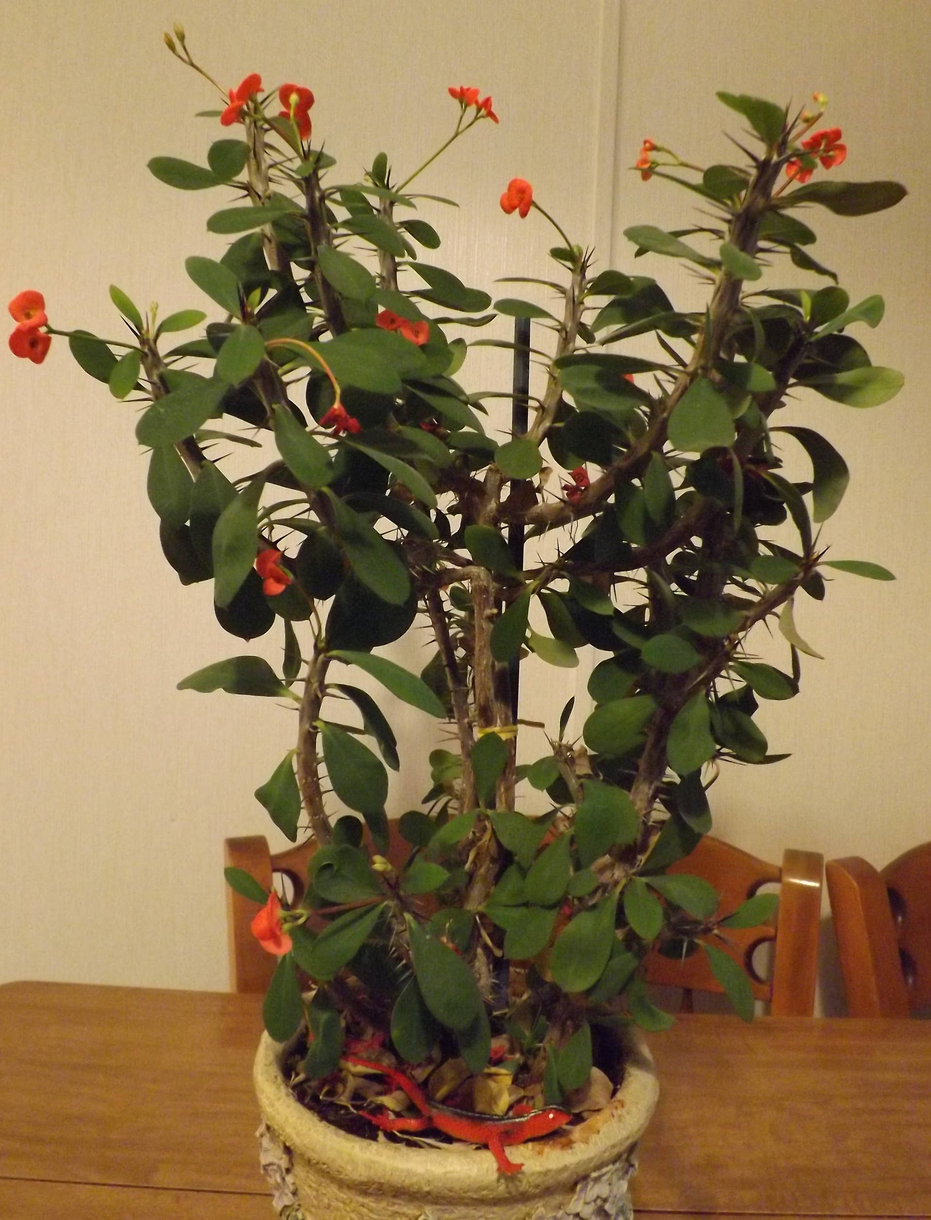 Crown of Thorns: An Interesting Houseplant - Dengarden