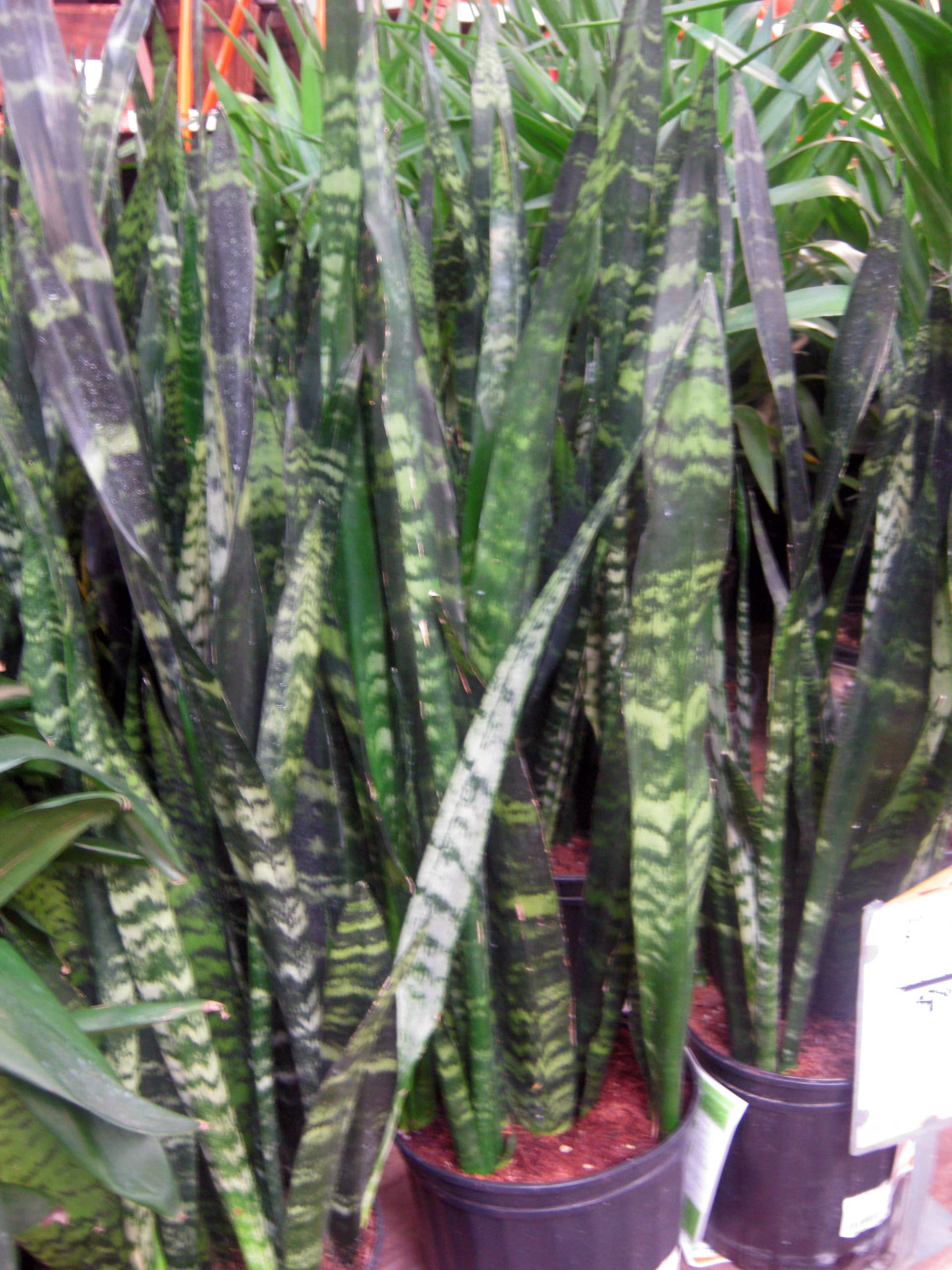 12 Houseplants for Low Light Conditions - Dengarden