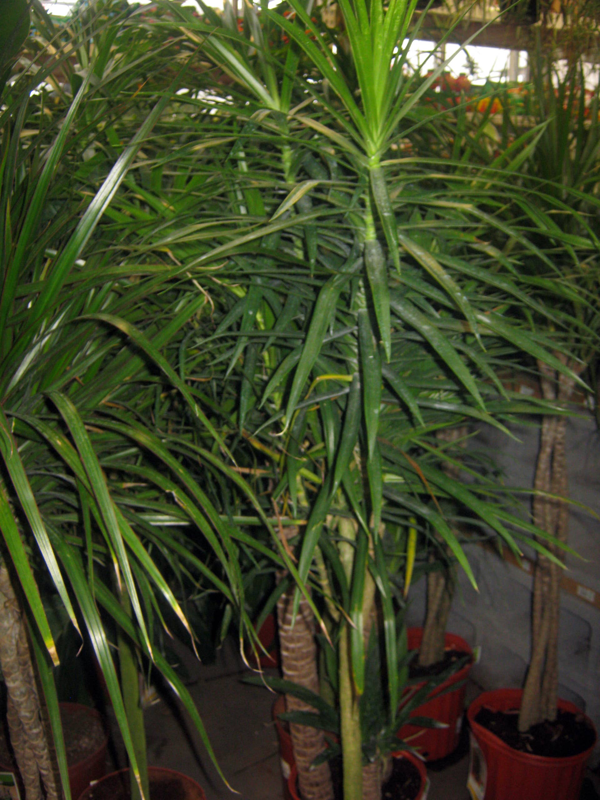 12 Houseplants for Low Light Conditions - Dengarden