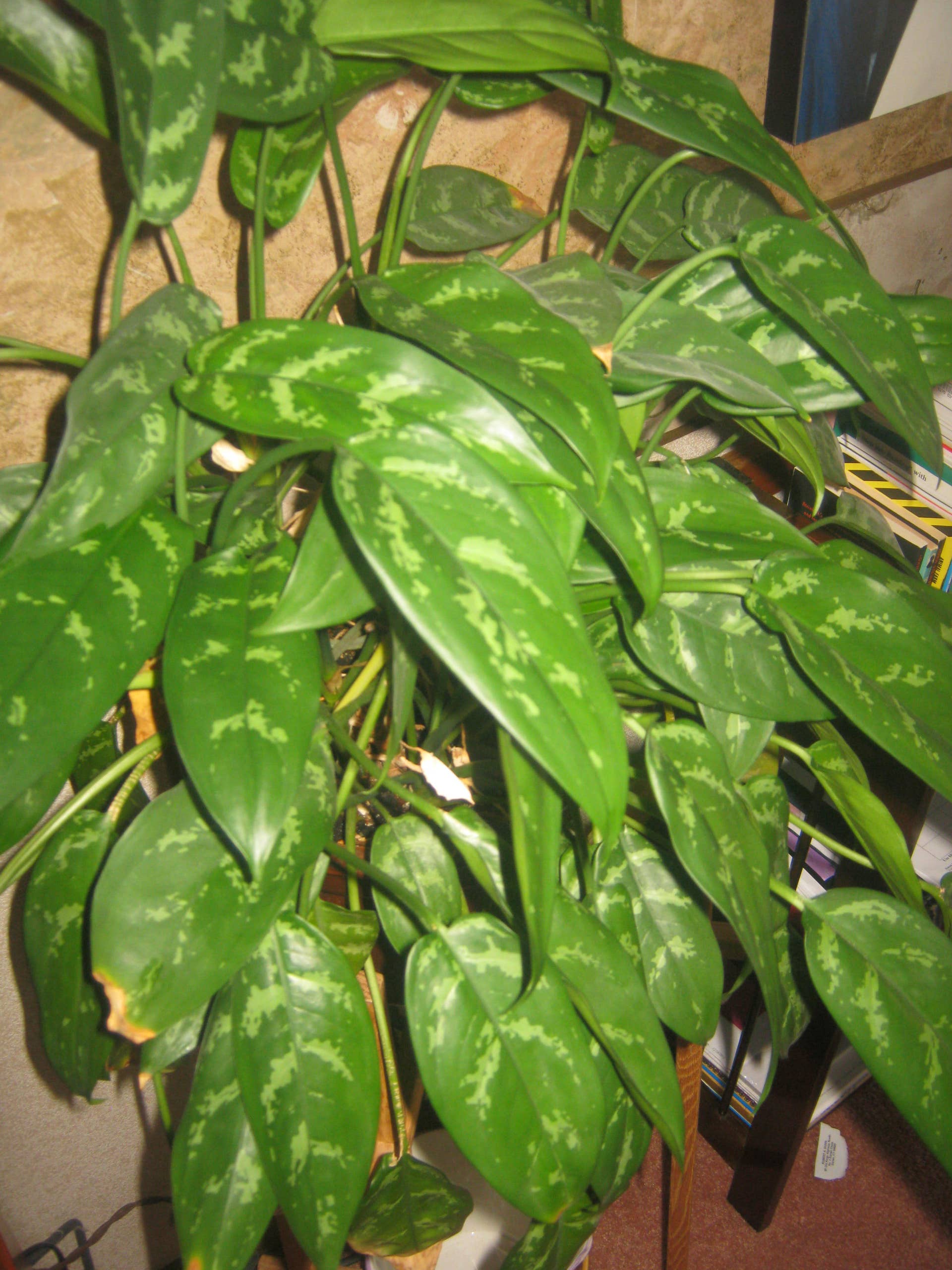 dieffenbachia dumb cane 8'' Nursery Pot