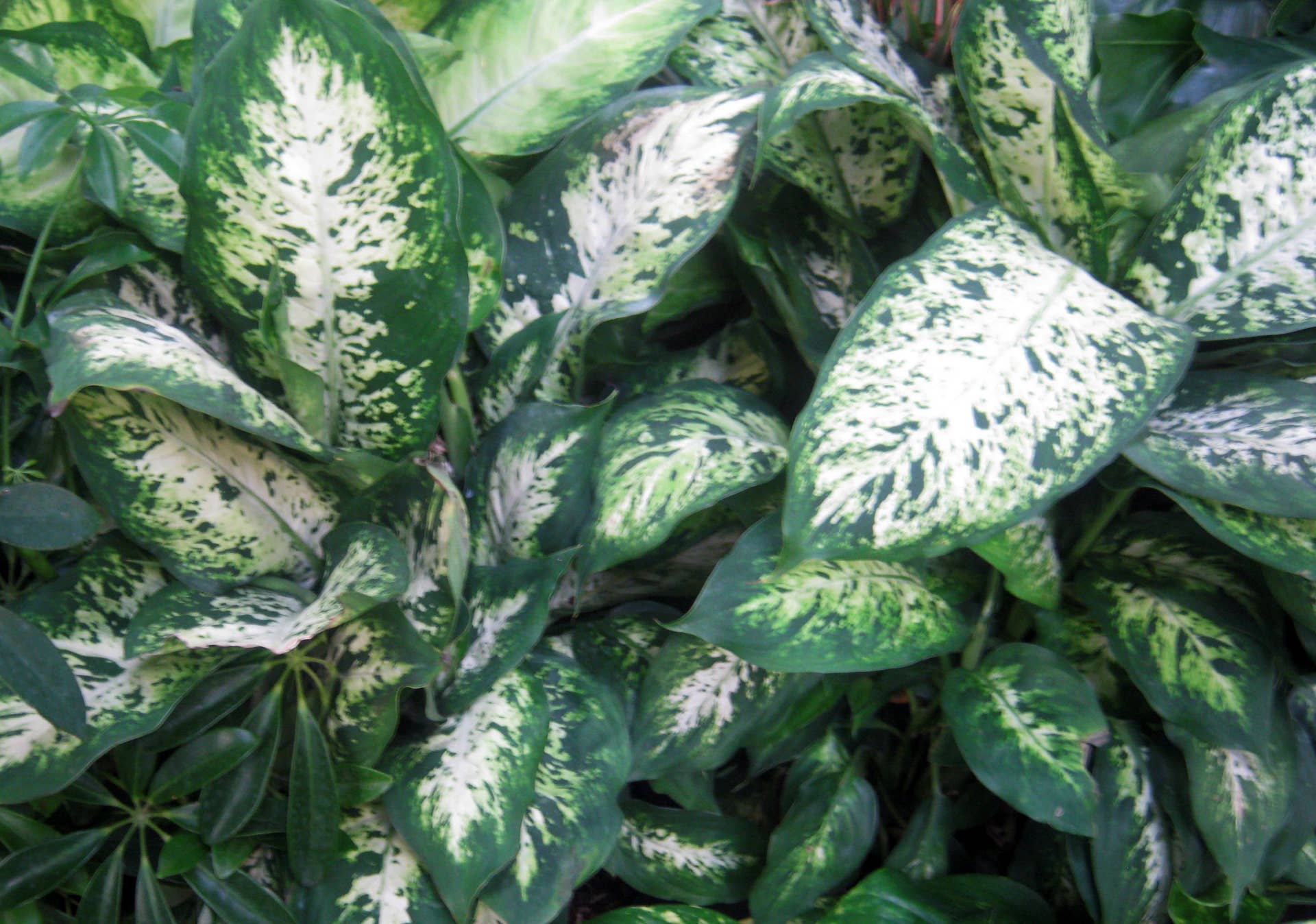 12 Houseplants for Low Light Conditions - Dengarden
