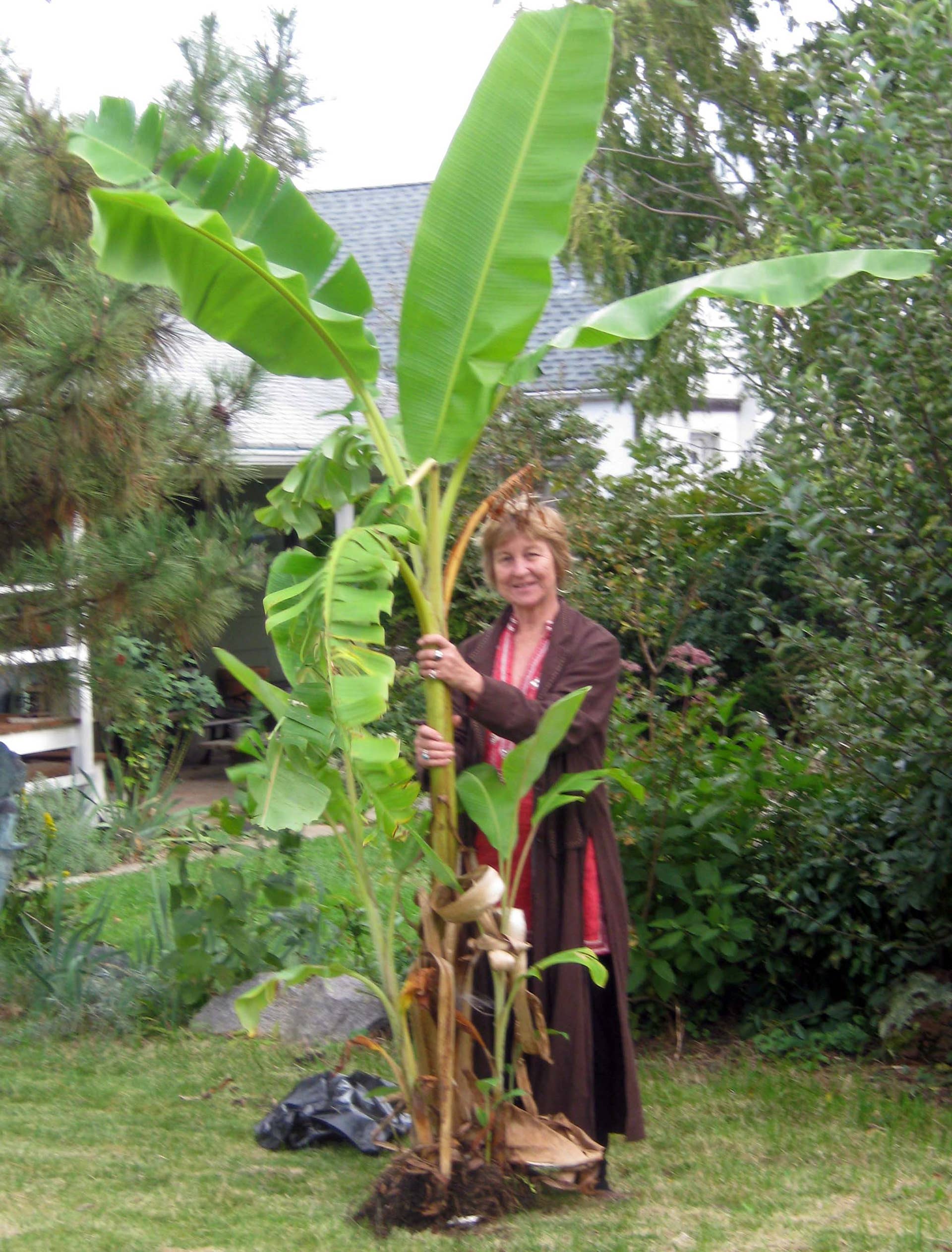 How to Grow Banana Plants in Cool Climates - Dengarden