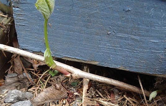 false aralia plant False Aralia for Sale