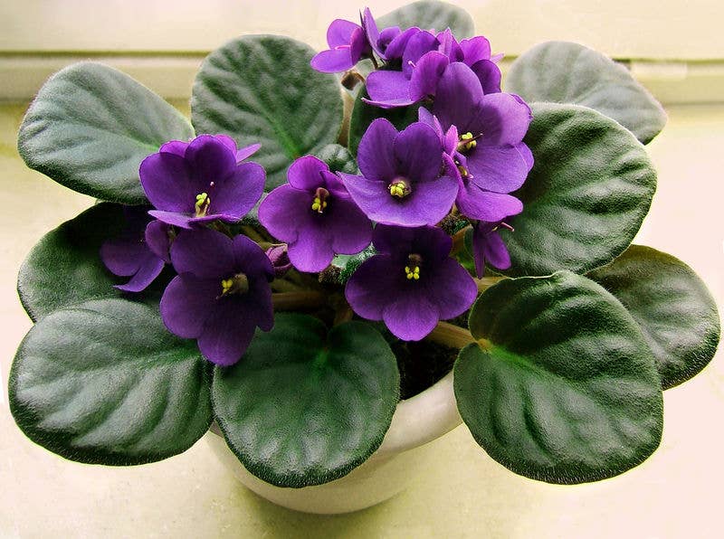 5 Non-Toxic House Plants for Children, Cats, and Dogs - Dengarden