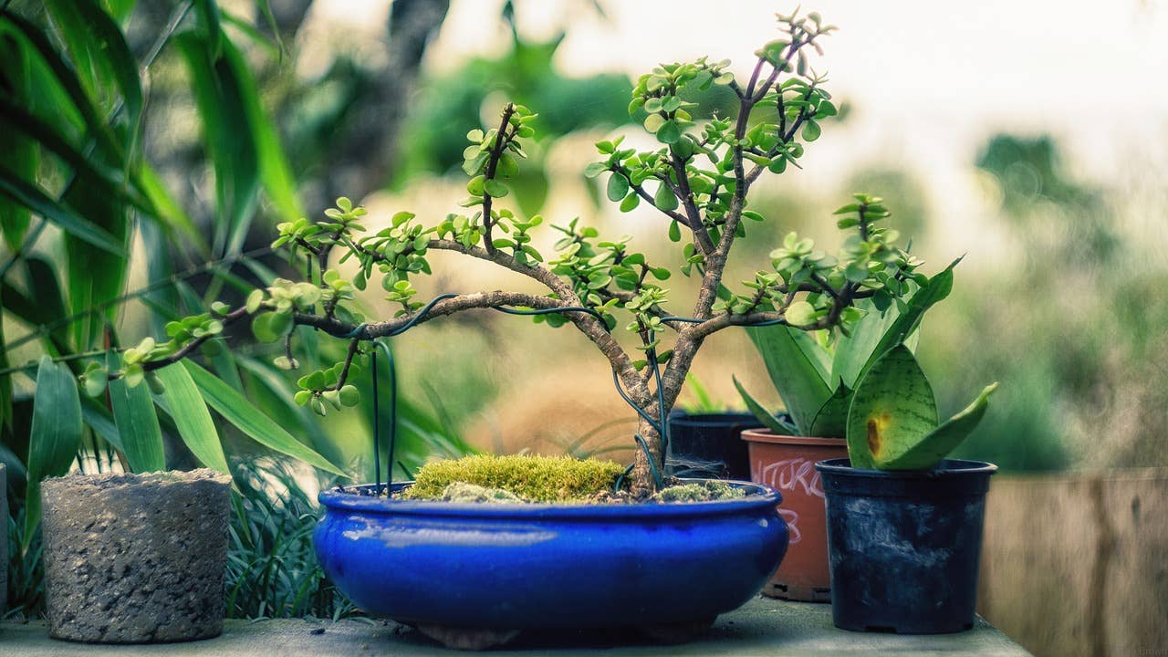 A Beginner's Guide to Bonsai - Dengarden