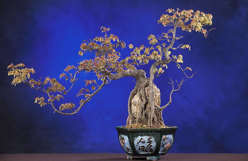 A Beginner's Guide to Bonsai - Dengarden