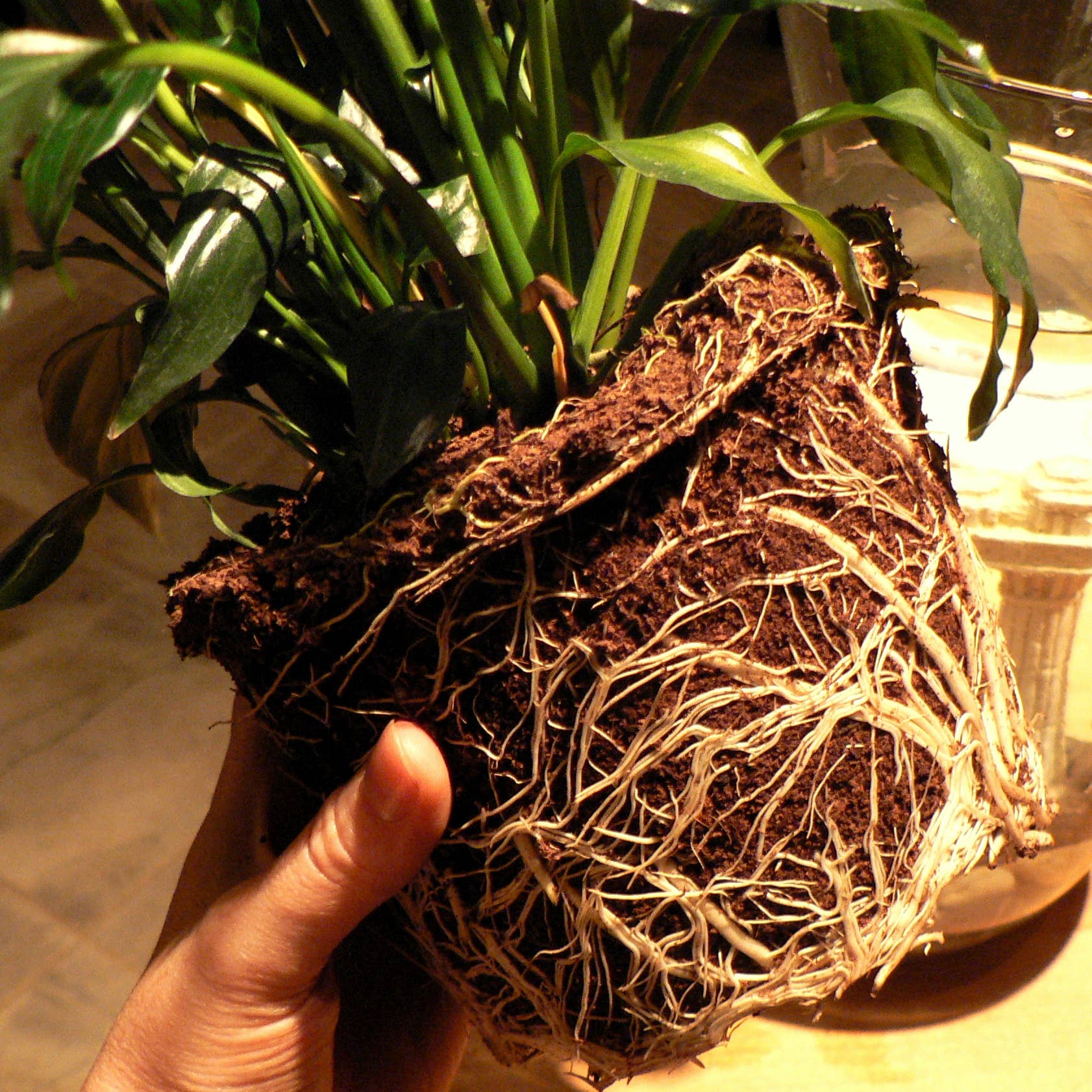 How to Take Care of a Peace Lily - Dengarden