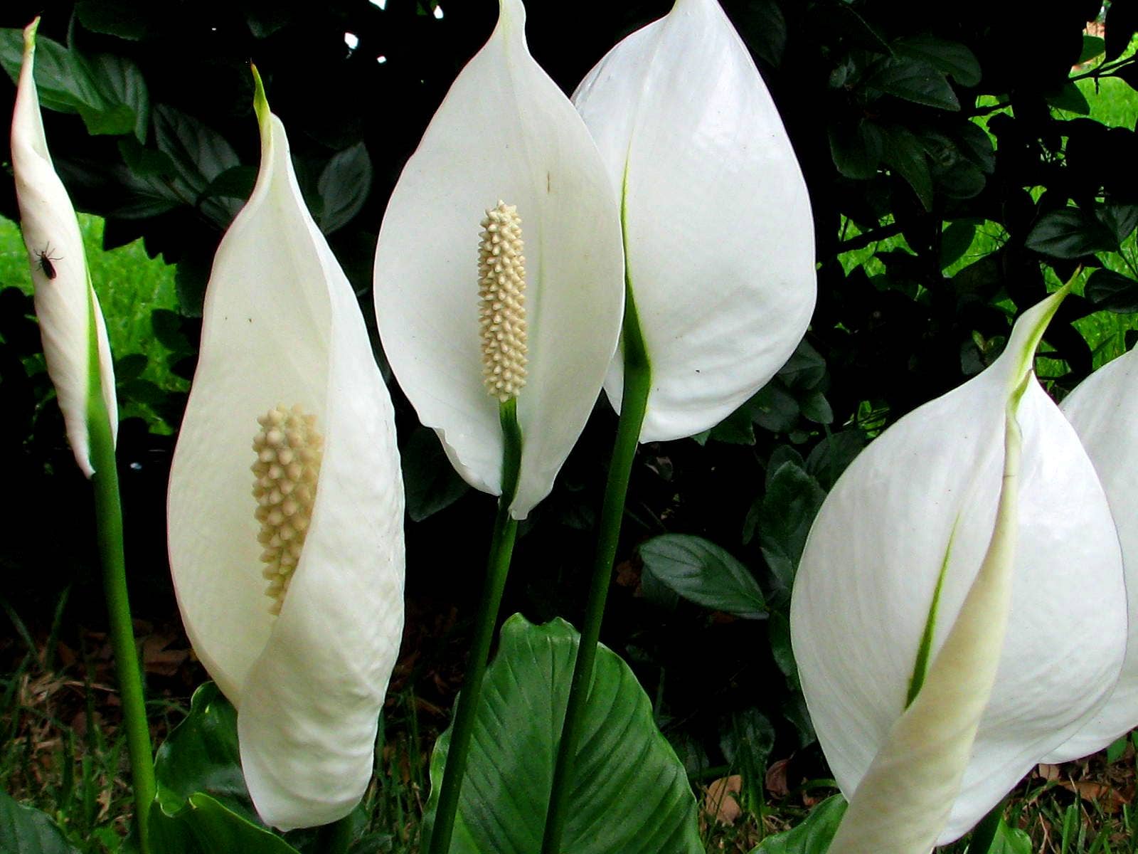 12 Best Plants to Give as Gifts—A Flower Alternative - Dengarden