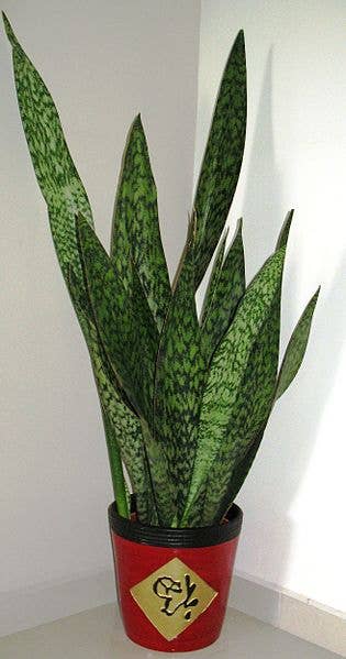 spider plant varieties ASSORTED SPIDER PLANT 6in