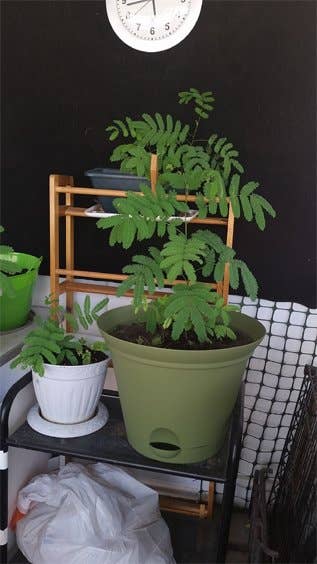 plants pots sale Rustic Moroccan clay flower pot