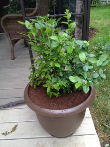 plant morning glory in pots Morning Glory Purple Seed