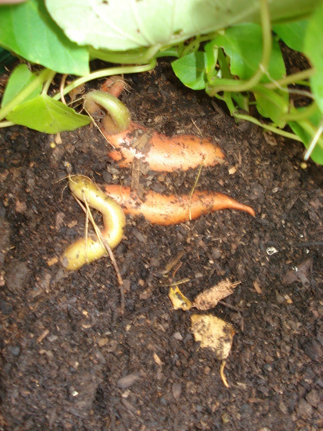 How to Grow Your Own Sweet Potatoes in a Small Container - Dengarden
