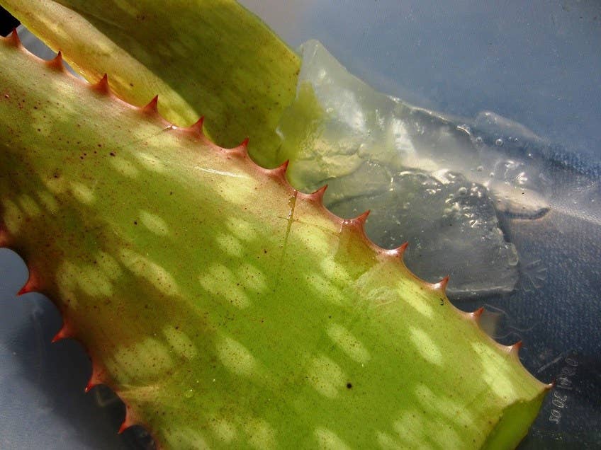 aloe vera king kaufland ALEO Aloe Vera Granatapfel 0,5L – ALEO Aloe-Vera-Getränke main image 1