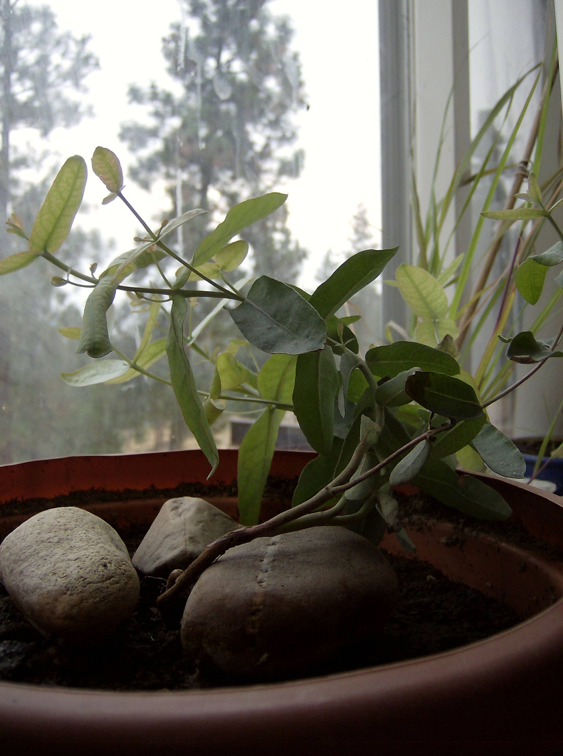 How to Grow Eucalyptus Indoors: Tropical Houseplants - Dengarden