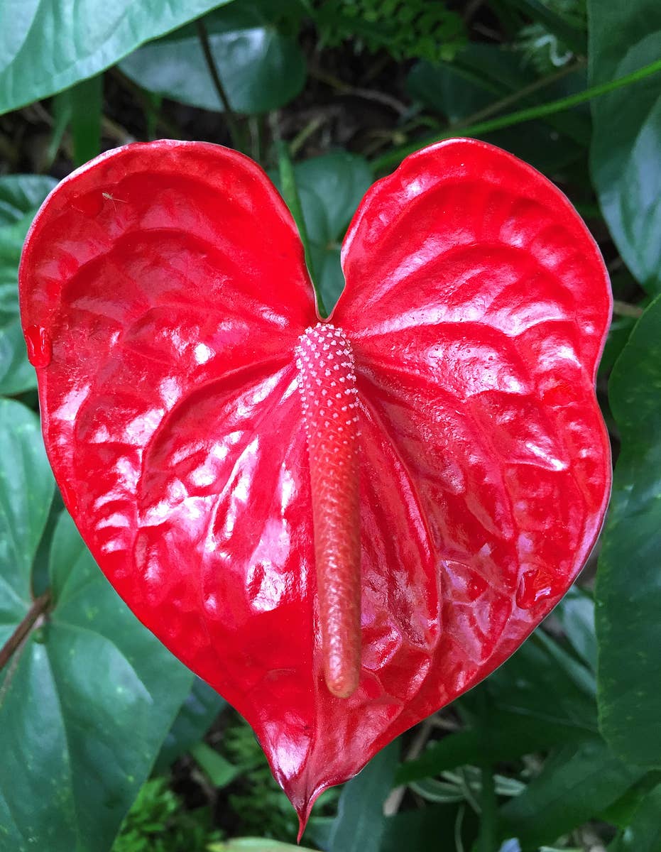 Gorgeous Red Tropical Flowers to Bring Passion to Your Garden - Dengarden