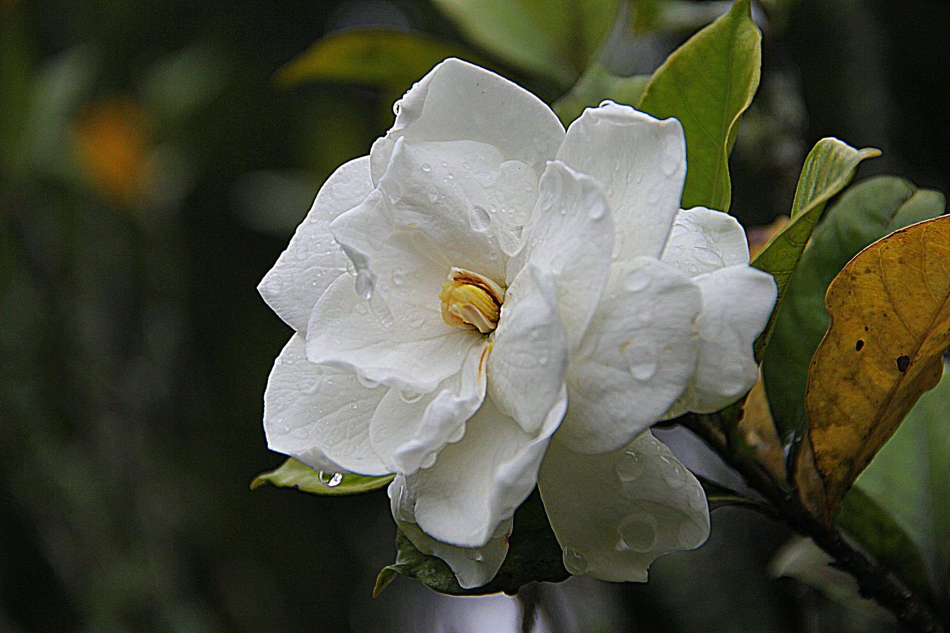 castile soap for plants Castile Soap