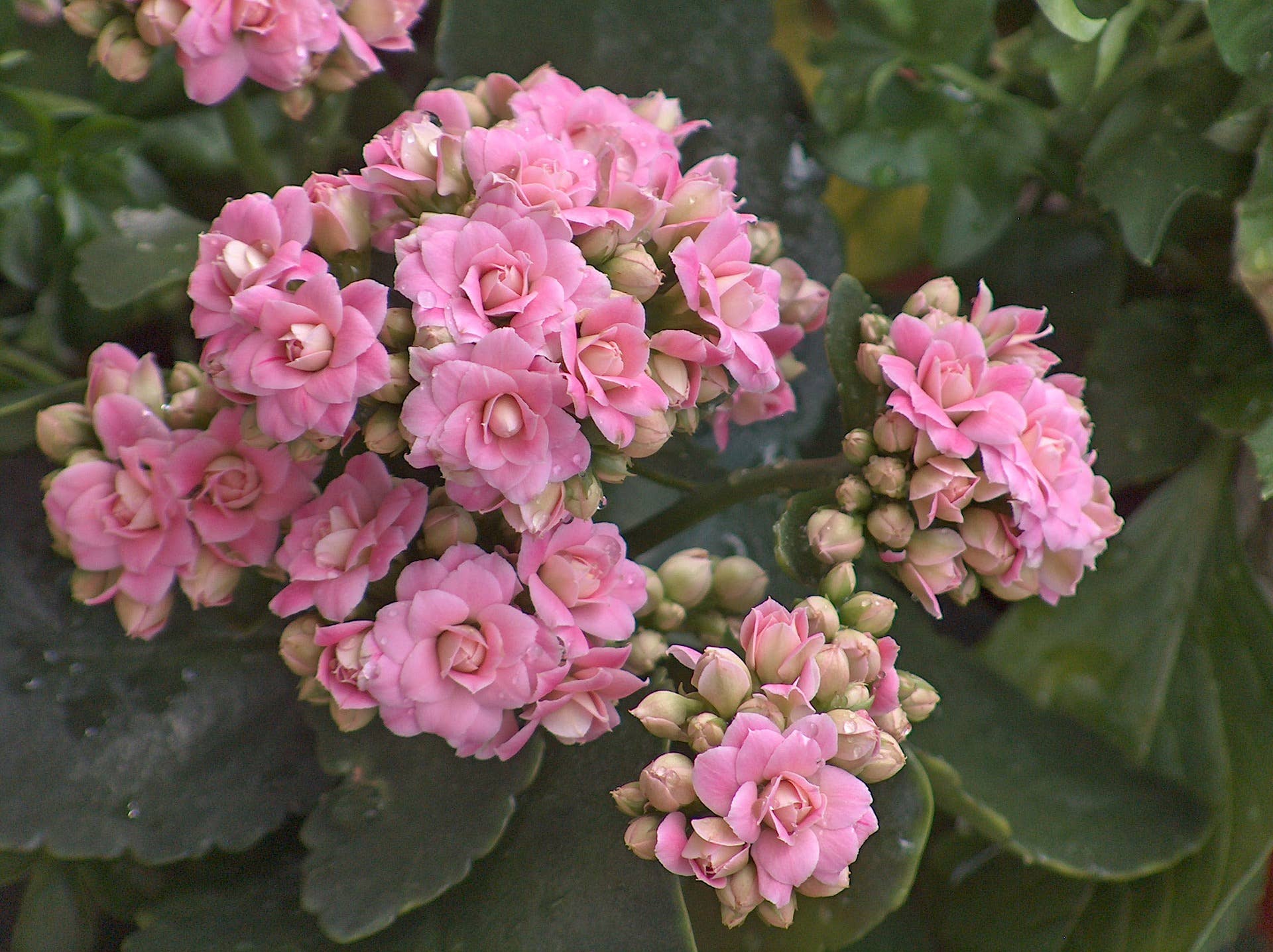 How to care for a kalanchoe plant - Dengarden