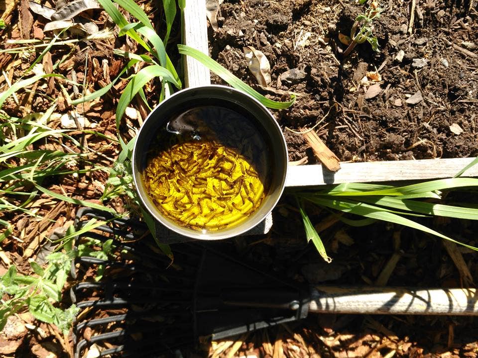 4 Ways to Control Earwig Damage in Your Vegetable Garden - Dengarden