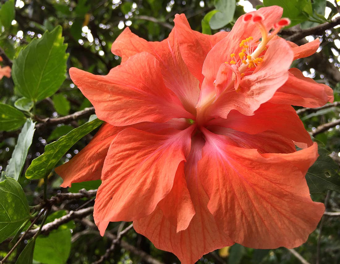 For the Love of Double Tropical Hibiscus - Dengarden