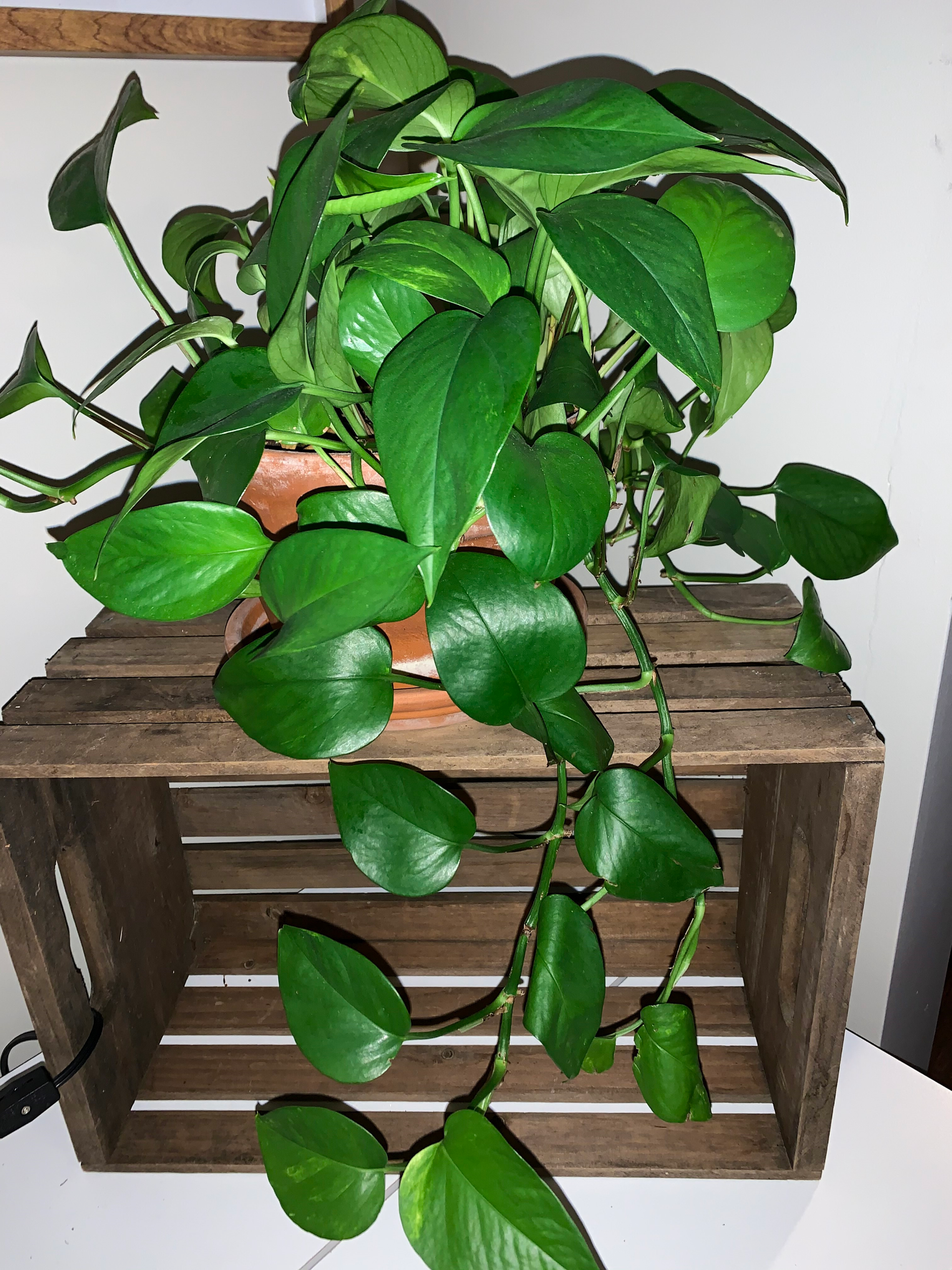 indoor plant dirt Miracle-Gro 6 Qt. Indoor Potting Mix