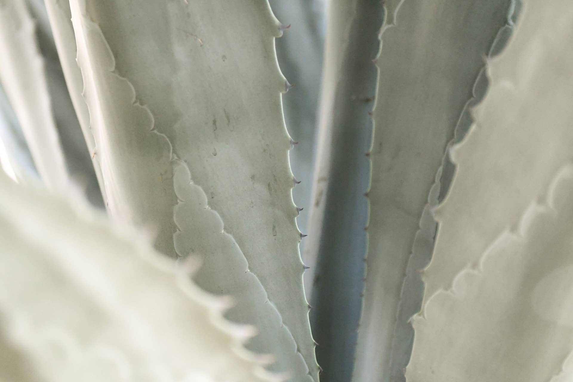 The Hidden Beauty of Xerophytes - Dengarden