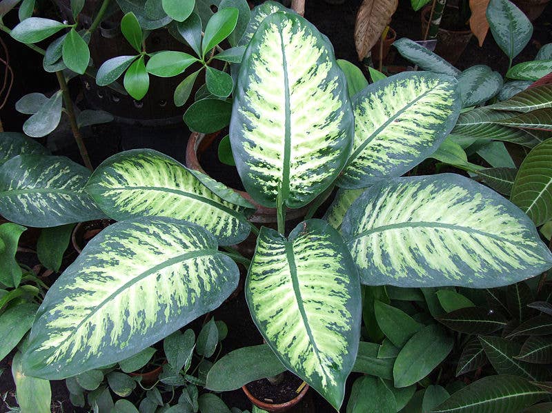 12 Poisonous Houseplants, Their Health Effects, and Safe Alternatives -  Dengarden