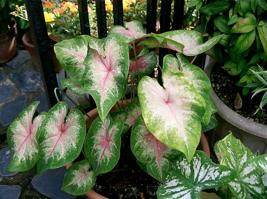 12 Poisonous Houseplants, Their Health Effects, and Safe Alternatives -  Dengarden