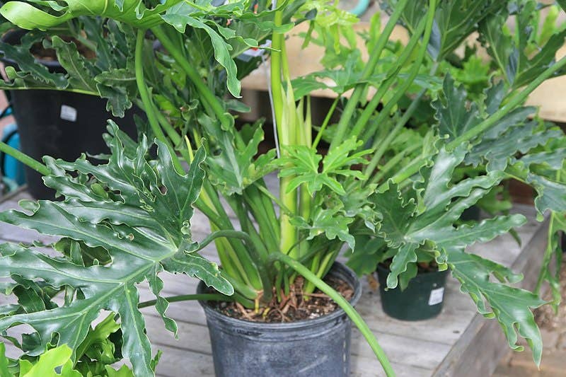 philodendron giganteum kaufen Philodendron giganteum main image 1