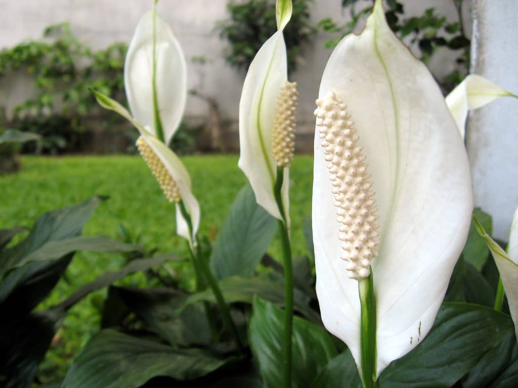 12 Poisonous Houseplants, Their Health Effects, and Safe Alternatives -  Dengarden