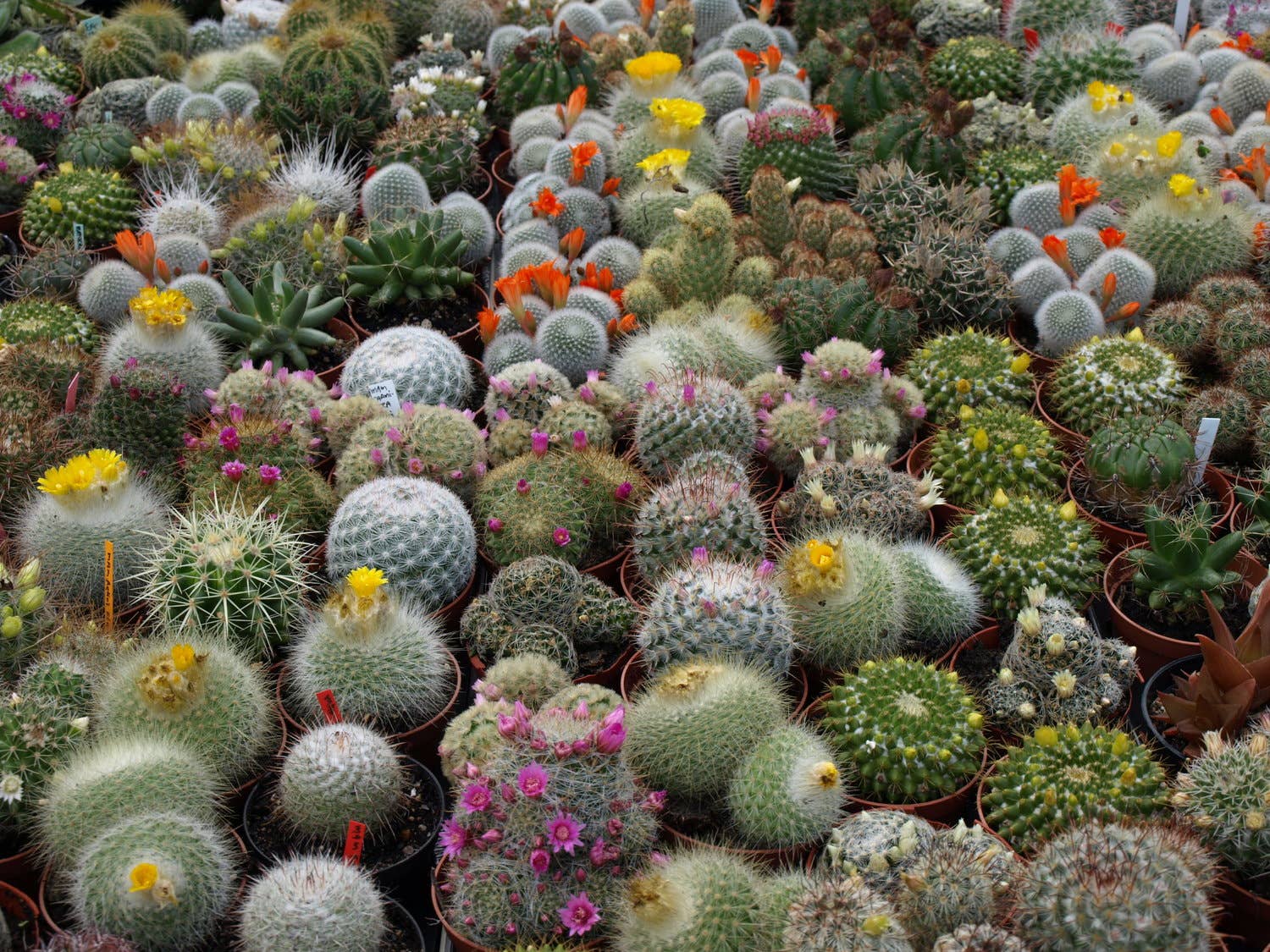 How Often Do You Water a Cactus? - Dengarden