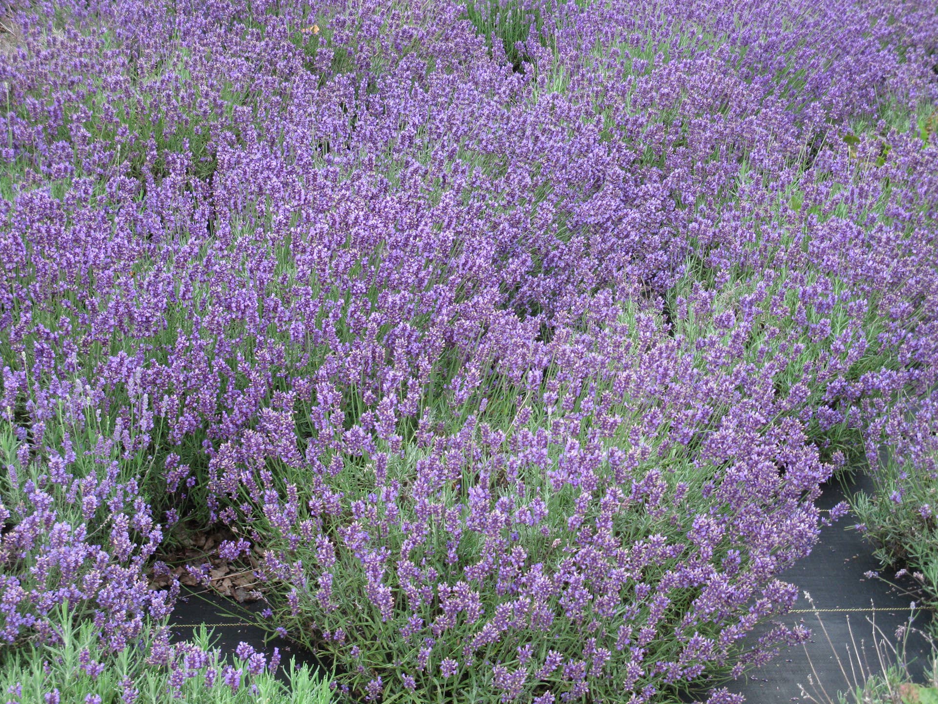 The Best French & English Lavender Varieties to Grow in Zone 5 - Dengarden