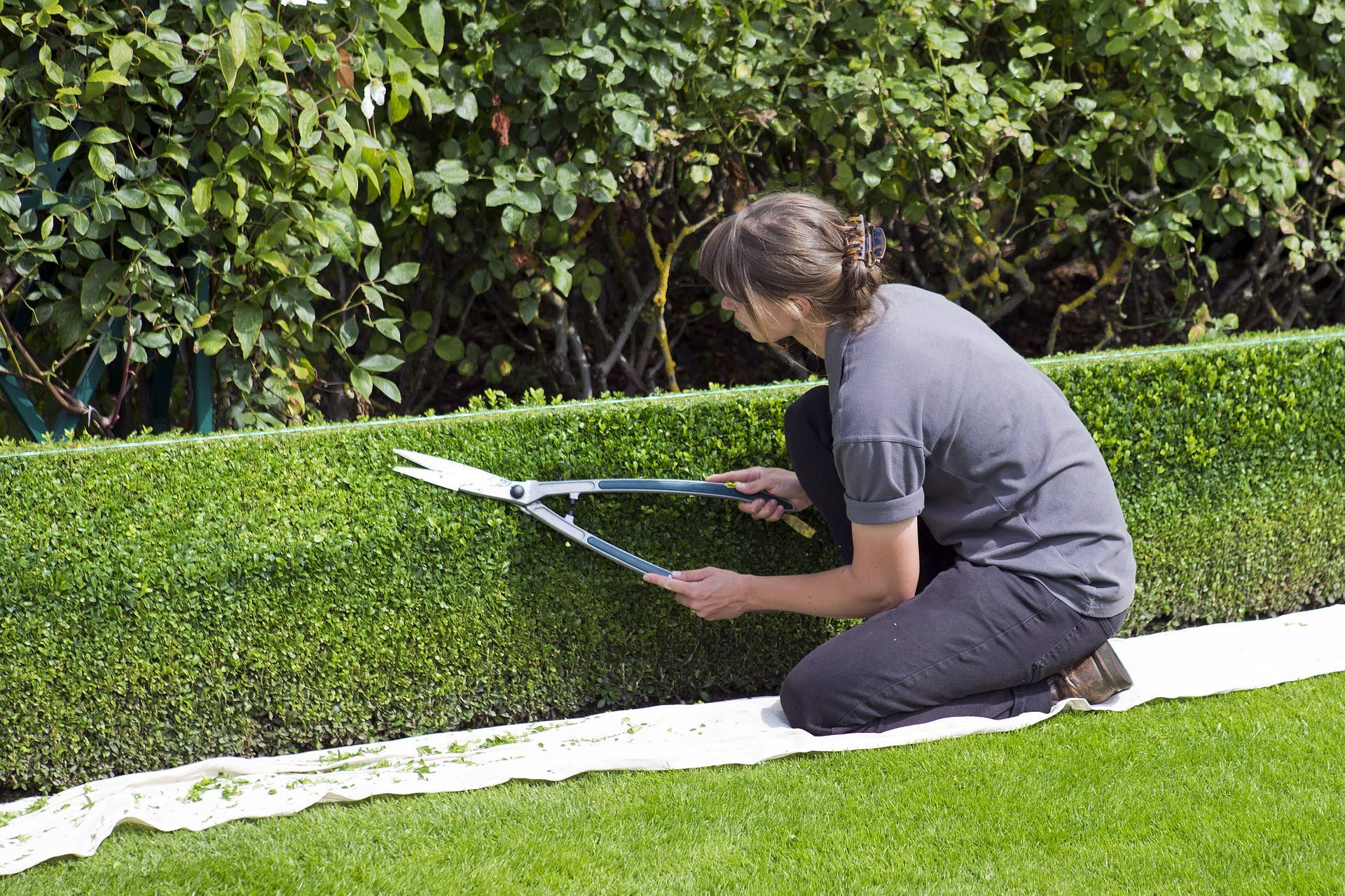 The 8 Best Hedge Plants - Dengarden