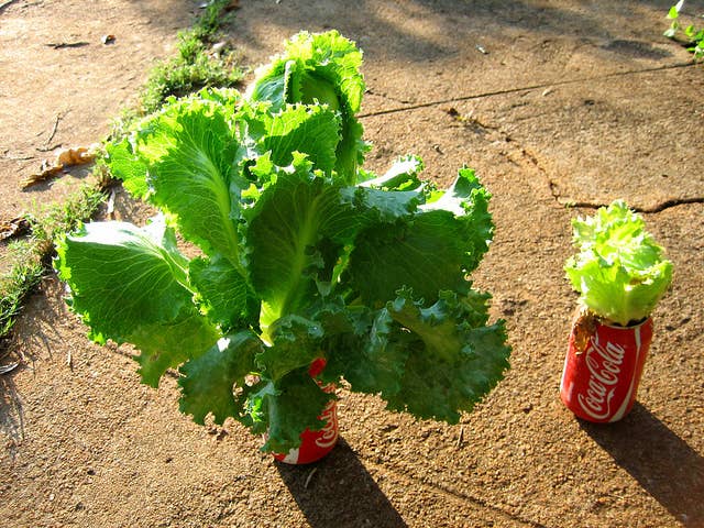 Can You Use Urine to Fertilize Plants? - Dengarden