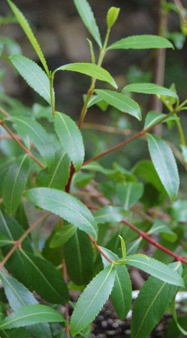 How to Grow Catha EdulisKhat, Qat, Gat or Miraa - Dengarden