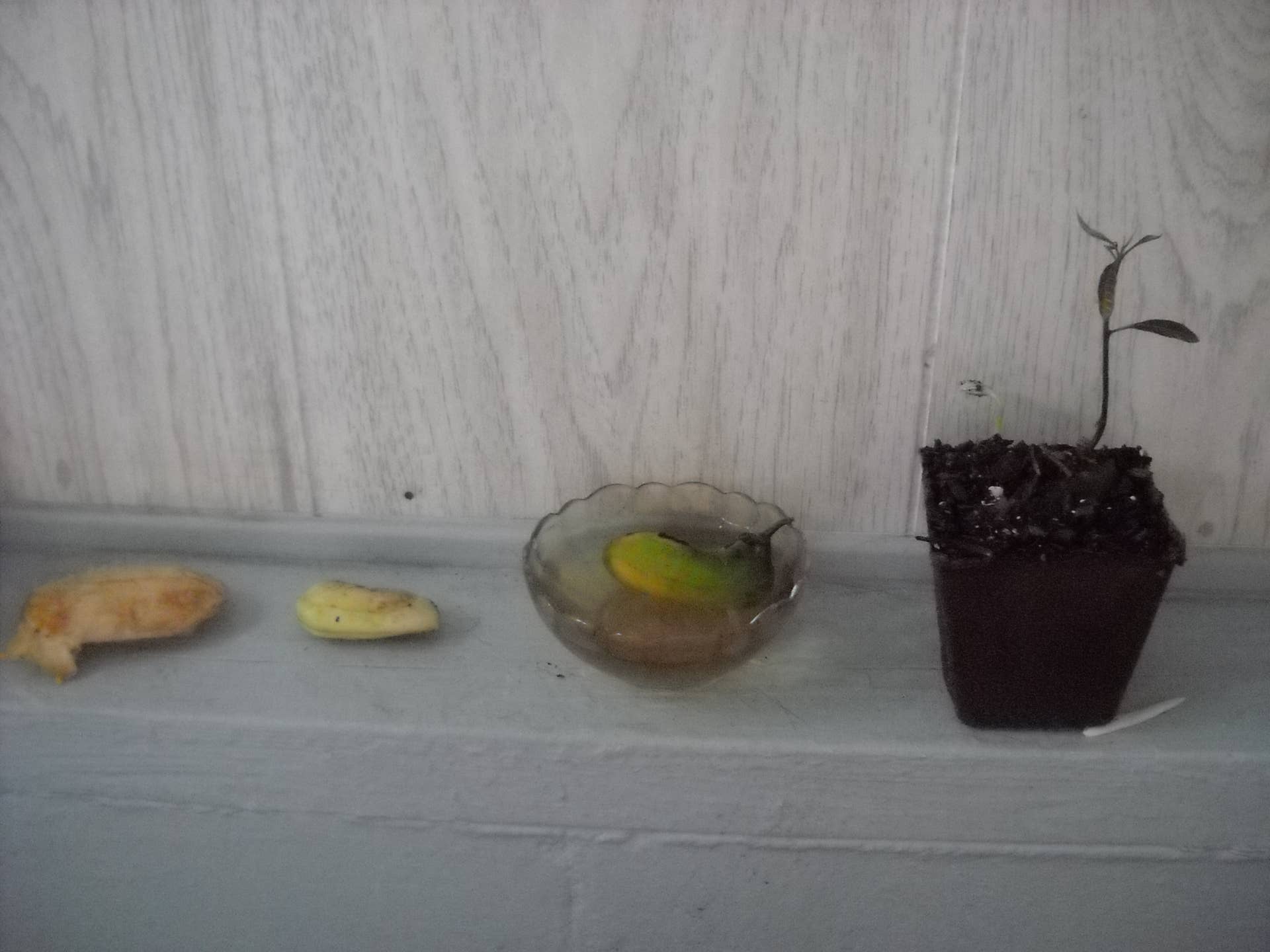 How to Grow a Mango Tree From Seed - Dengarden