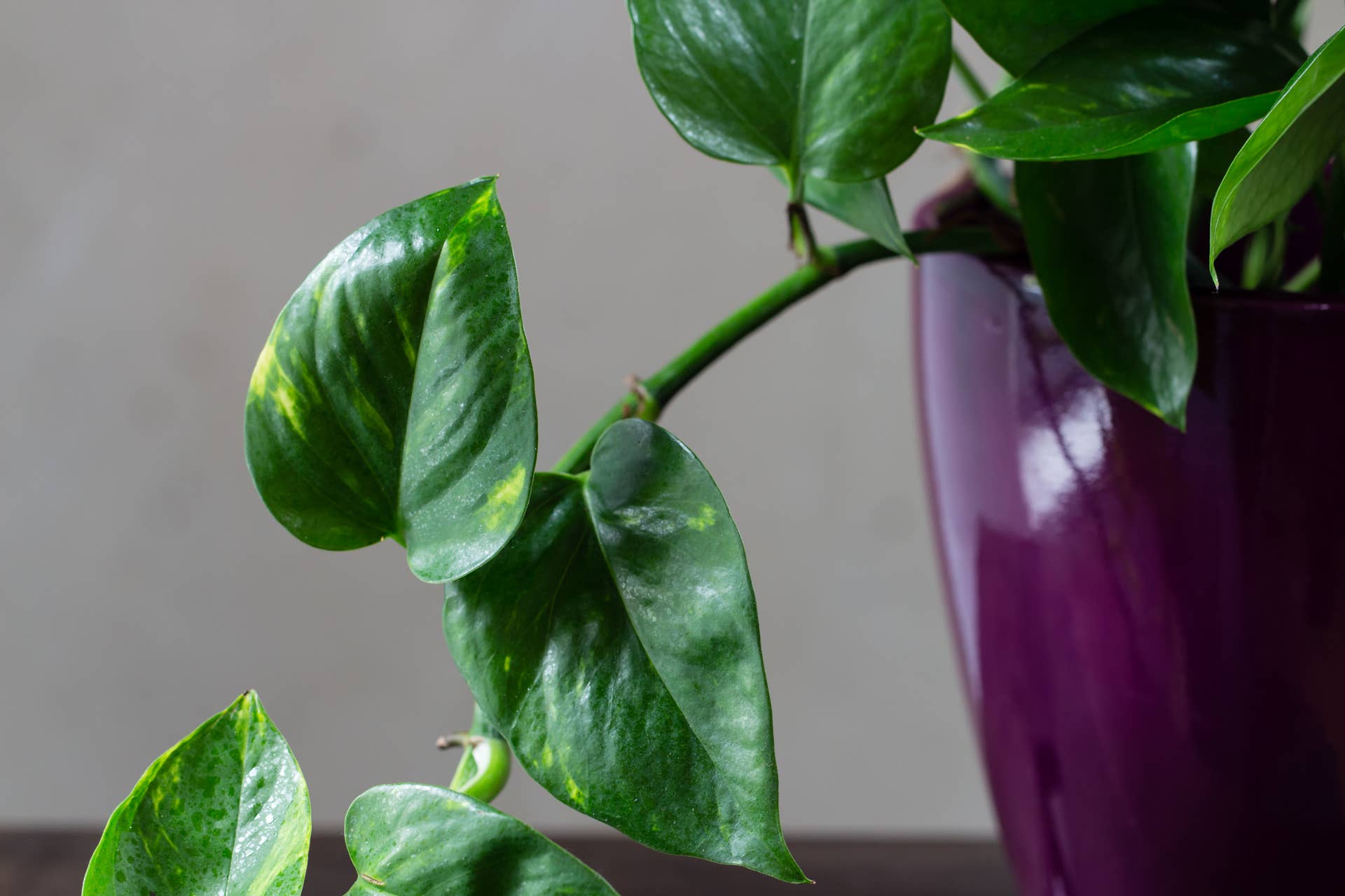 philodendron caramel marble variegated Philodendron Caramel Marble, rare Philodendron, exclusive houseplant, variegated  Philodendron, tropical plant, high-end indoor plant, collector's item, Casa  Botanica – Casa Botanica