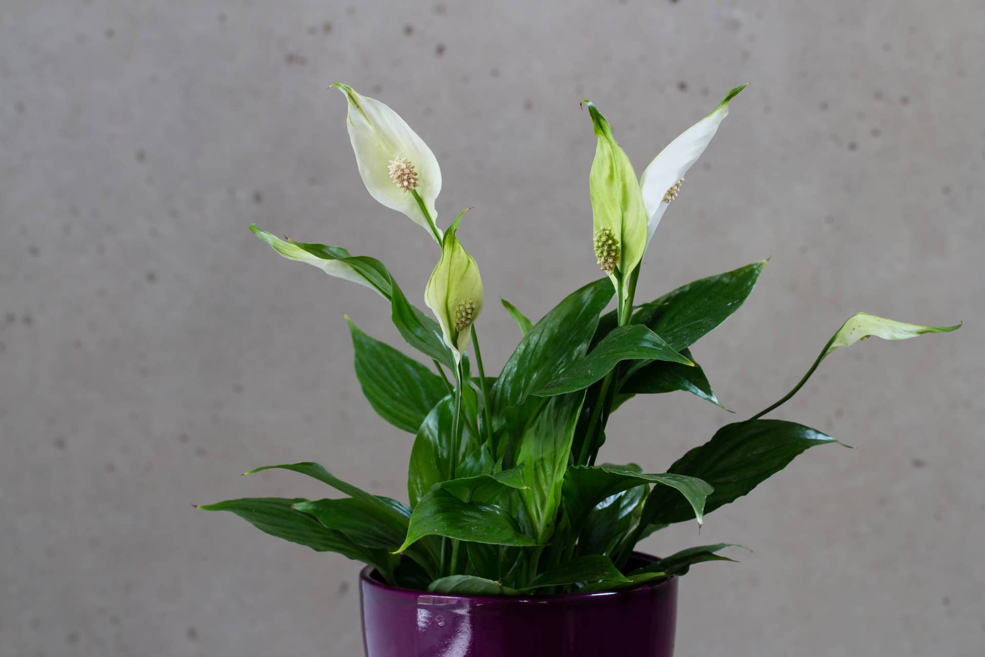 10 Toxic Houseplants That Are Dangerous for Children and Pets - Dengarden