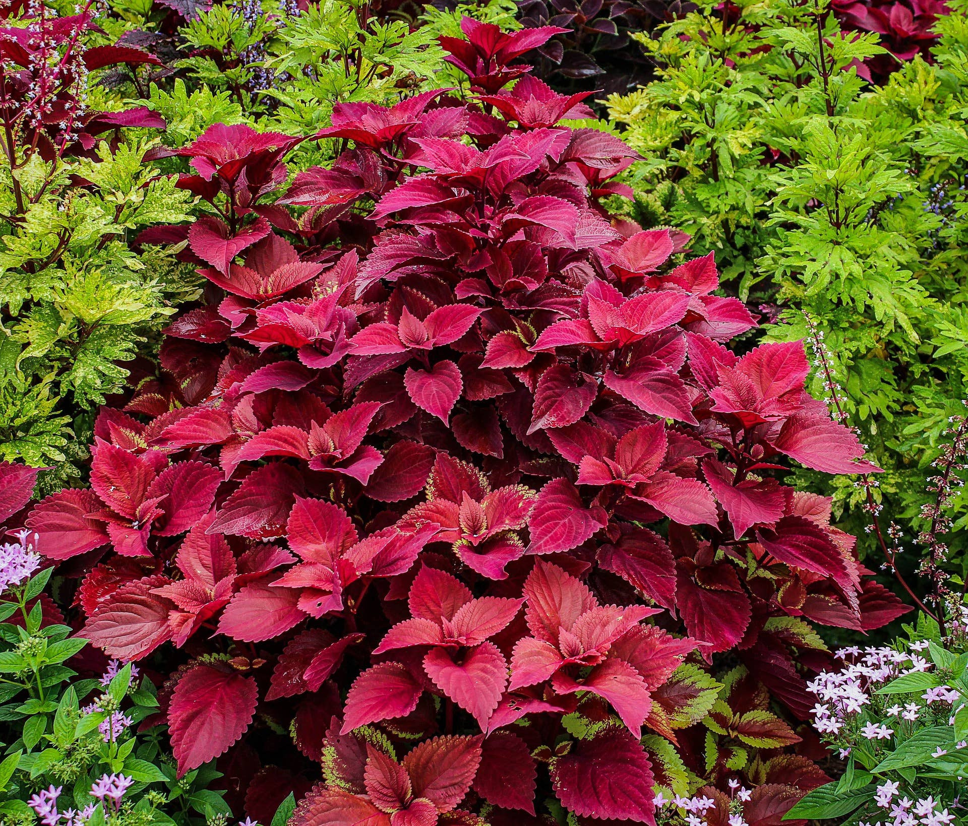 duke blueberry plant Buy Online Duke Blueberry For Your Home & Garden From Maya Gardens – Maya  Gardens, Inc main image 0