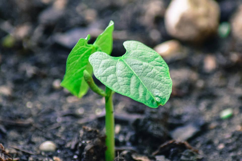 planting jalapeno seeds Pot-a-Peno Pepper (F1 Hybrid 45-60 Days) – Pinetree Garden Seeds main image 1