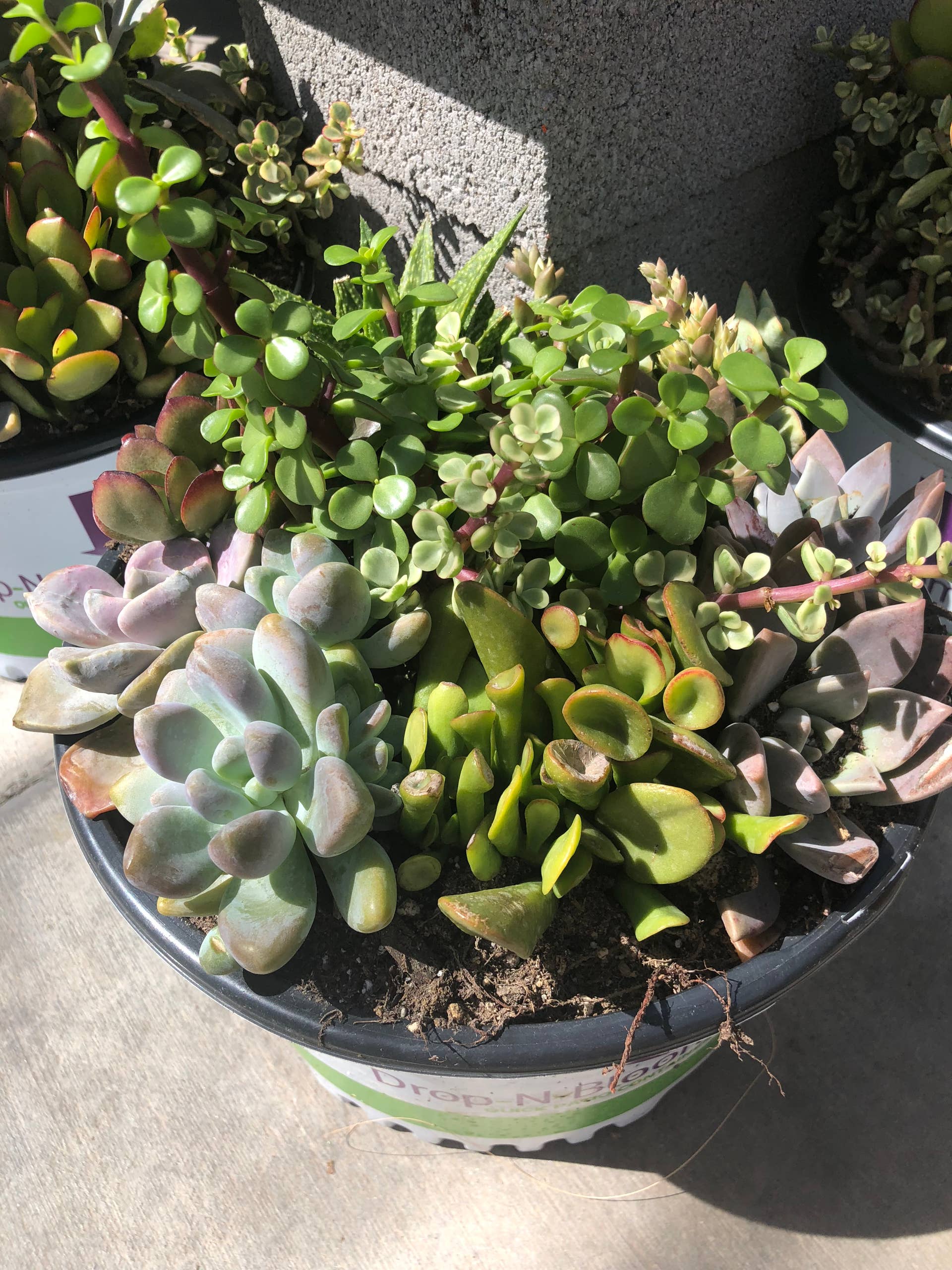 How to Propagate Succulents - Dengarden