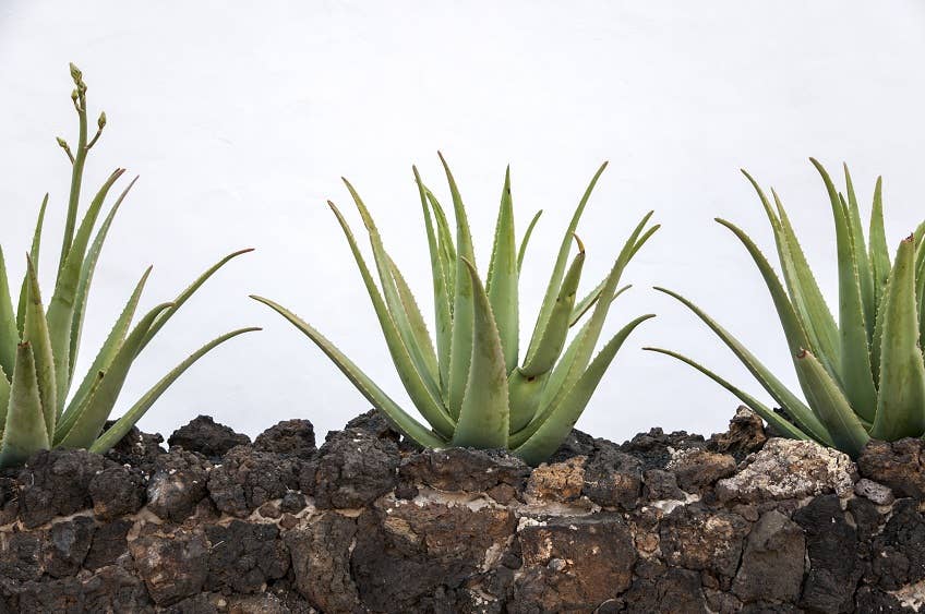 How to Grow an Aloe Vera Plant at Home - Dengarden